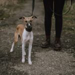 promener son chien