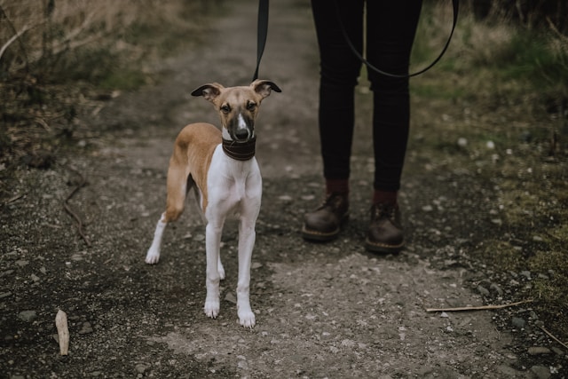 promener son chien