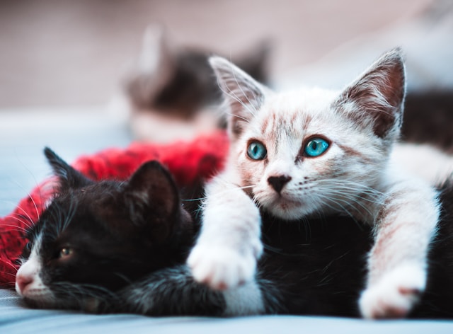 Races de chats les plus affectueuses : lesquelles choisir ?