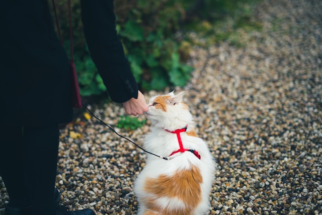 dressage de chat