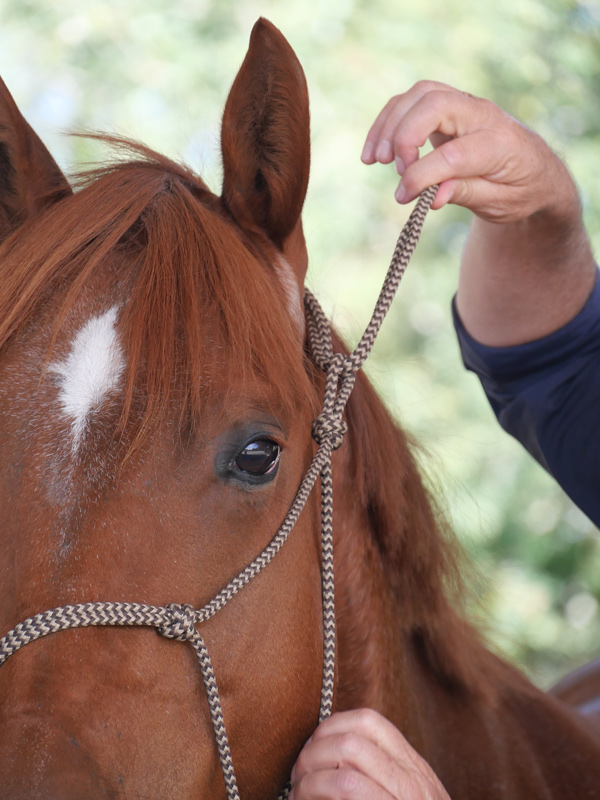 cheval en cordelette