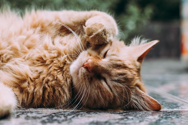 Comment choisir la meilleure alimentation pour un chat âgé