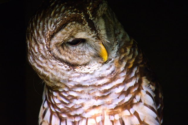 Les animaux nocturnes : caractéristiques et comportements