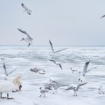 Les oiseaux sauvages