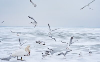 Les oiseaux sauvages