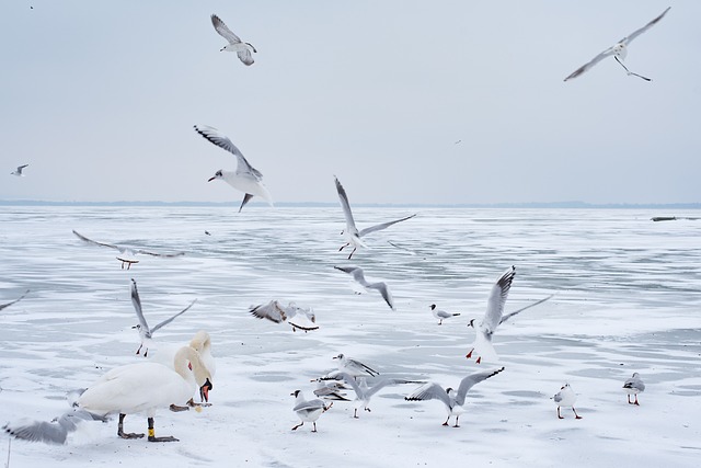 Conseils pratiques pour nourrir les oiseaux sauvages en hiver