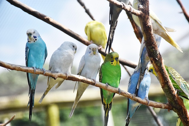 Comment bien nourrir vos oiseaux de compagnie ?