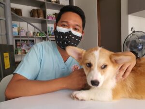allergies animales