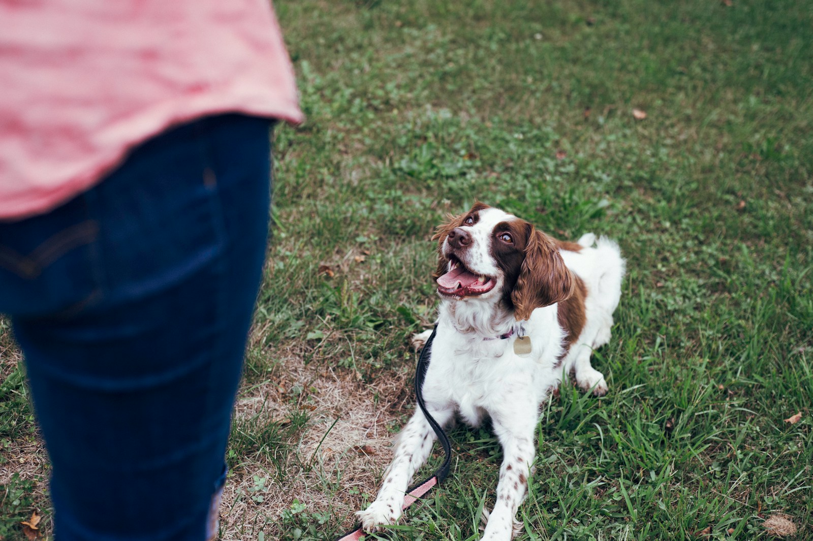 Quels exercices sont généralement proposés lors de cours d&rsquo;éducation canine ?