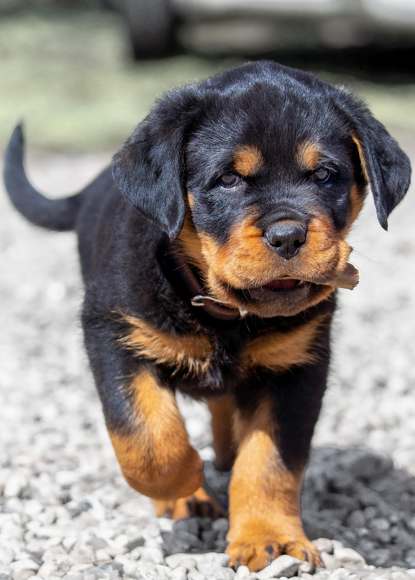 Chiot rottweiler : quel élevage accompagne le mieux les nouveaux propriétaires
